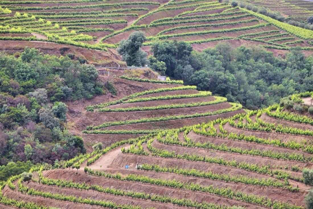 Terraced vineyards of the Douro Valley above Peso da Régua