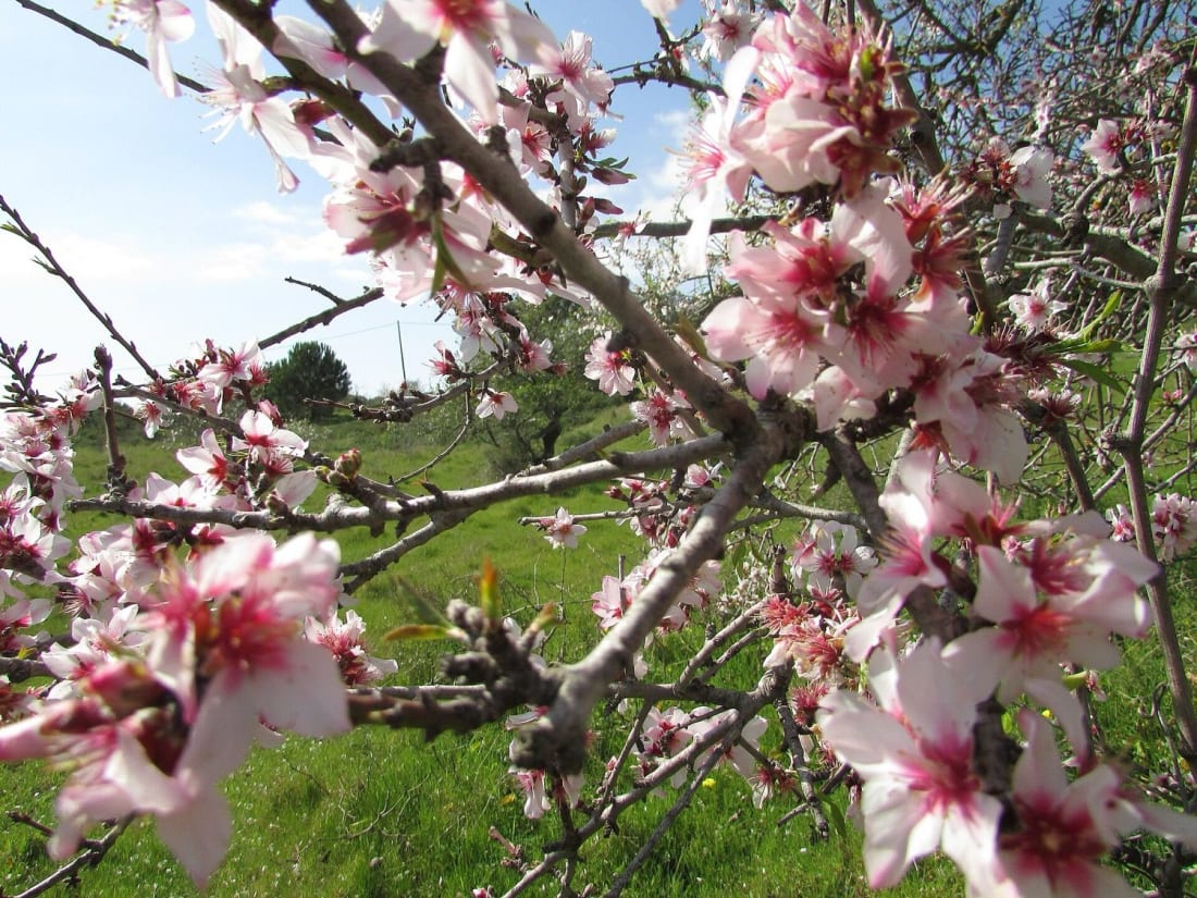 Almond trees in blossom in the Algarve hills in February