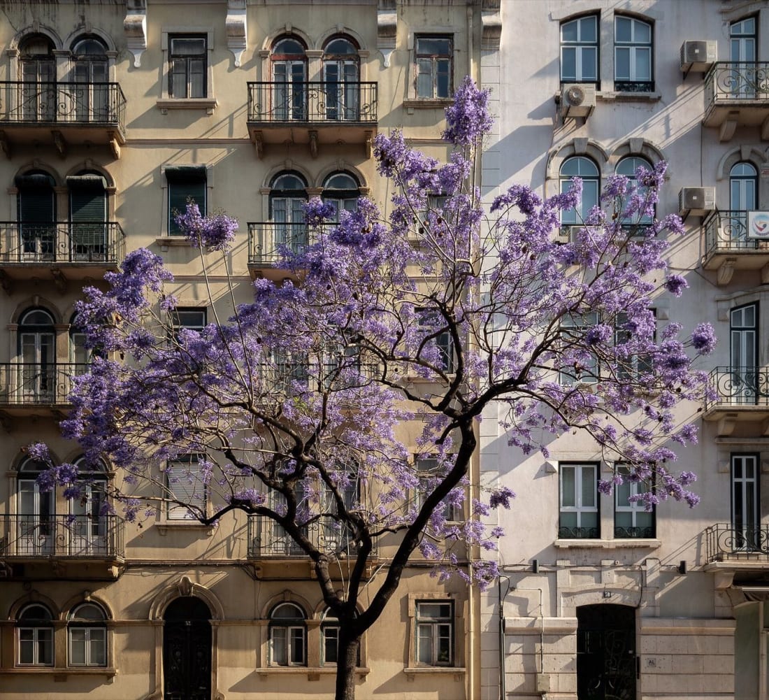 A jacaranda tree in full purple bloom against a classic Lisbon facade in late spring