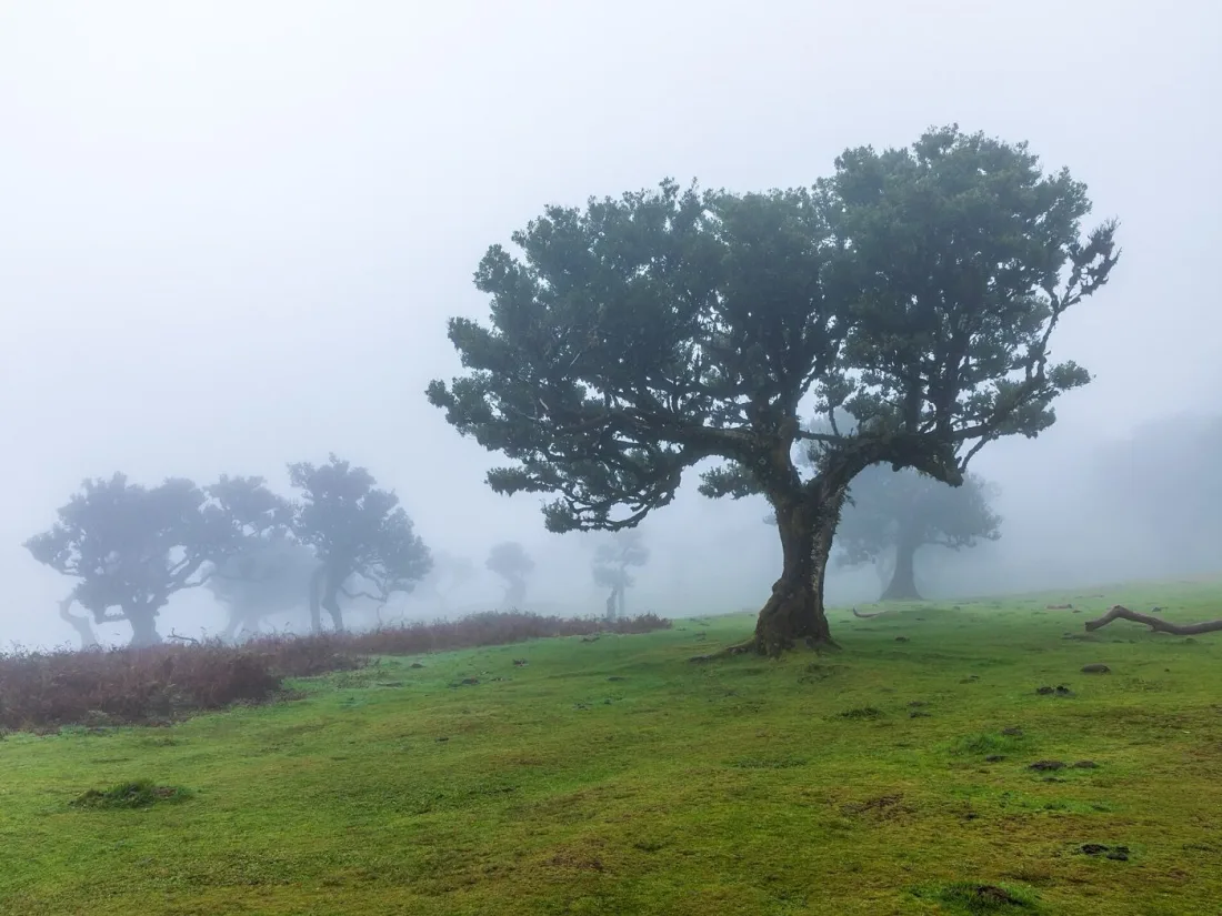 Ancient laurel trees in the fog at Fanal, Madeira