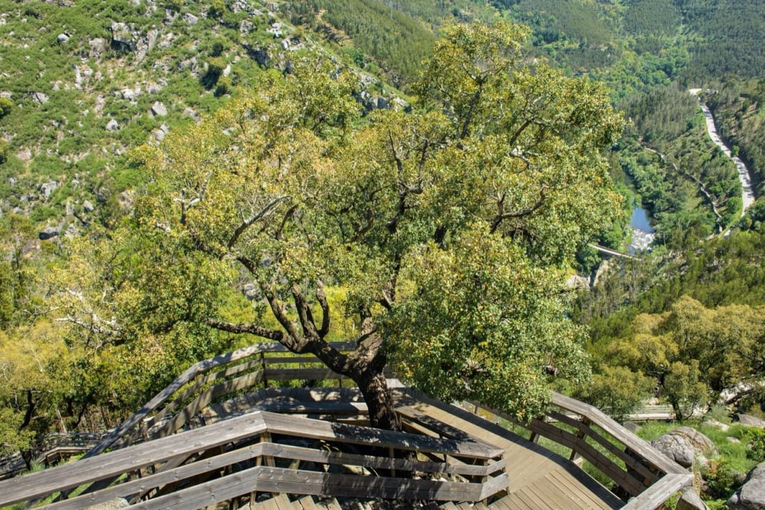 The Paiva Walkways boardwalk winding above the river gorge near Arouca