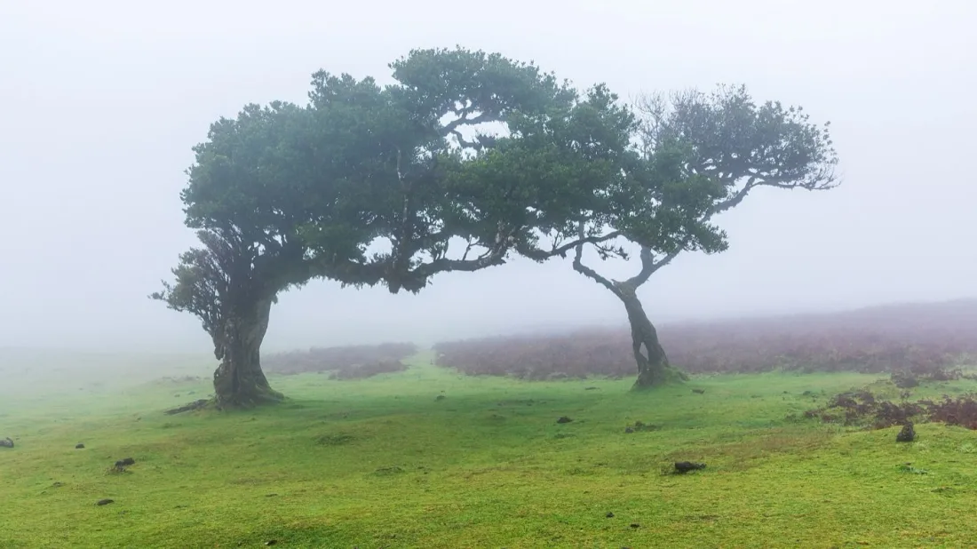 Two wind-shaped til laurels standing in fog on the Fanal pasture