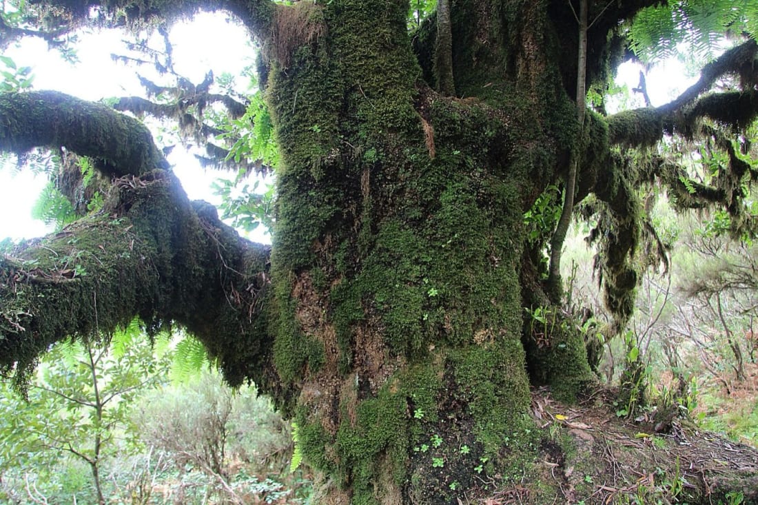 A moss-covered laurel veteran in the laurisilva between Paul da Serra and Fanal
