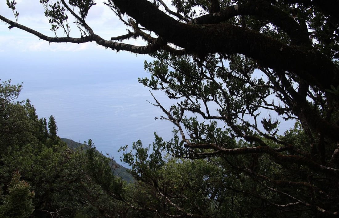 The Atlantic seen through laurel branches on the slopes below Fanal