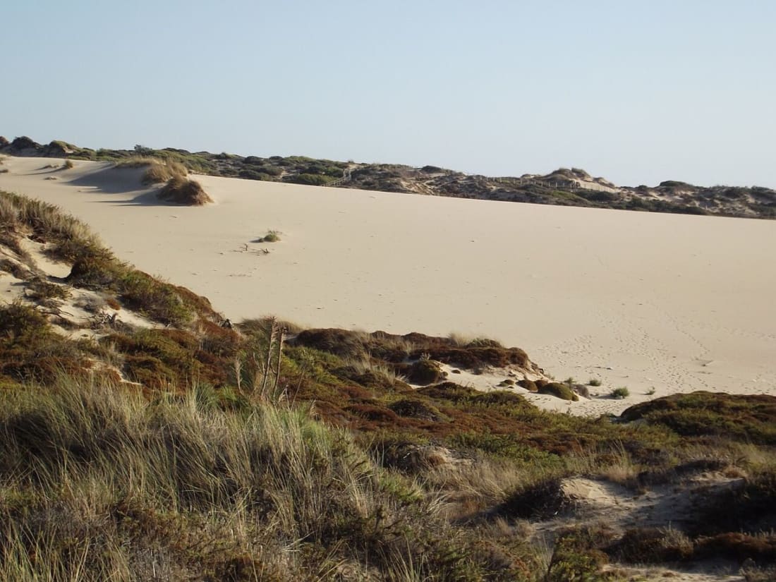 The live dune at Cresmina, sand climbing between marram grass and scrub