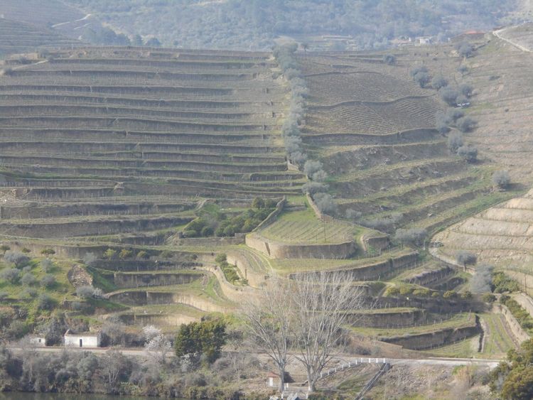 The Douro Valley: A Local's Guide to Portugal's Wine Country (from Porto) (2026)
