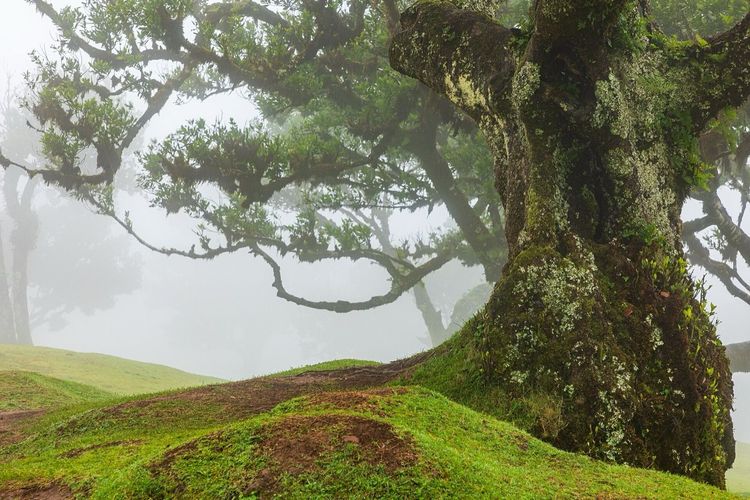 Fanal Forest, Madeira: Fog, Ancient Laurels and the New Rules (2026)